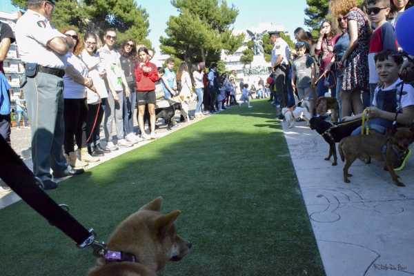 Foto Una Domenica Da Cani E
