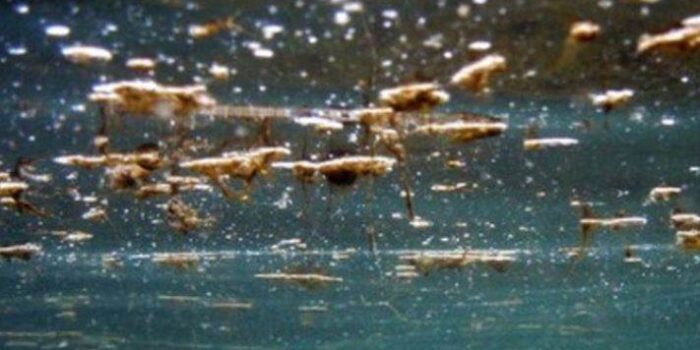 Alga Tossica In Puglia