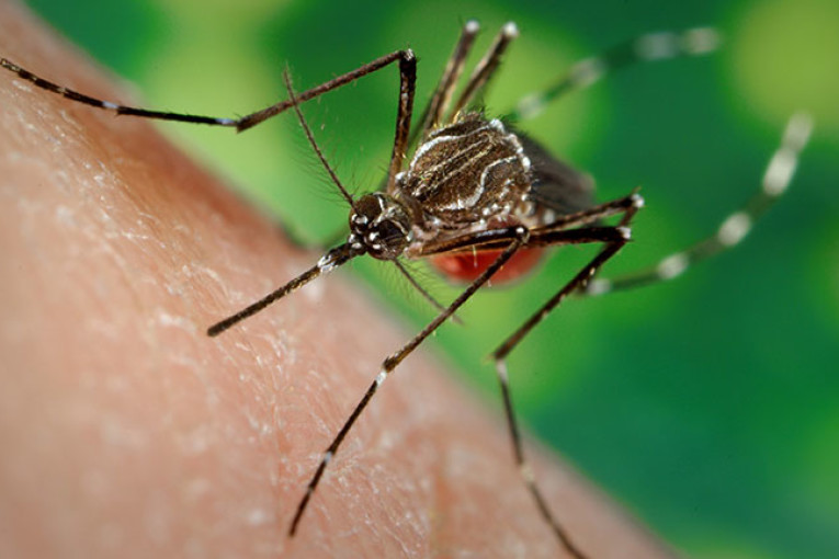 Zanzara Zika