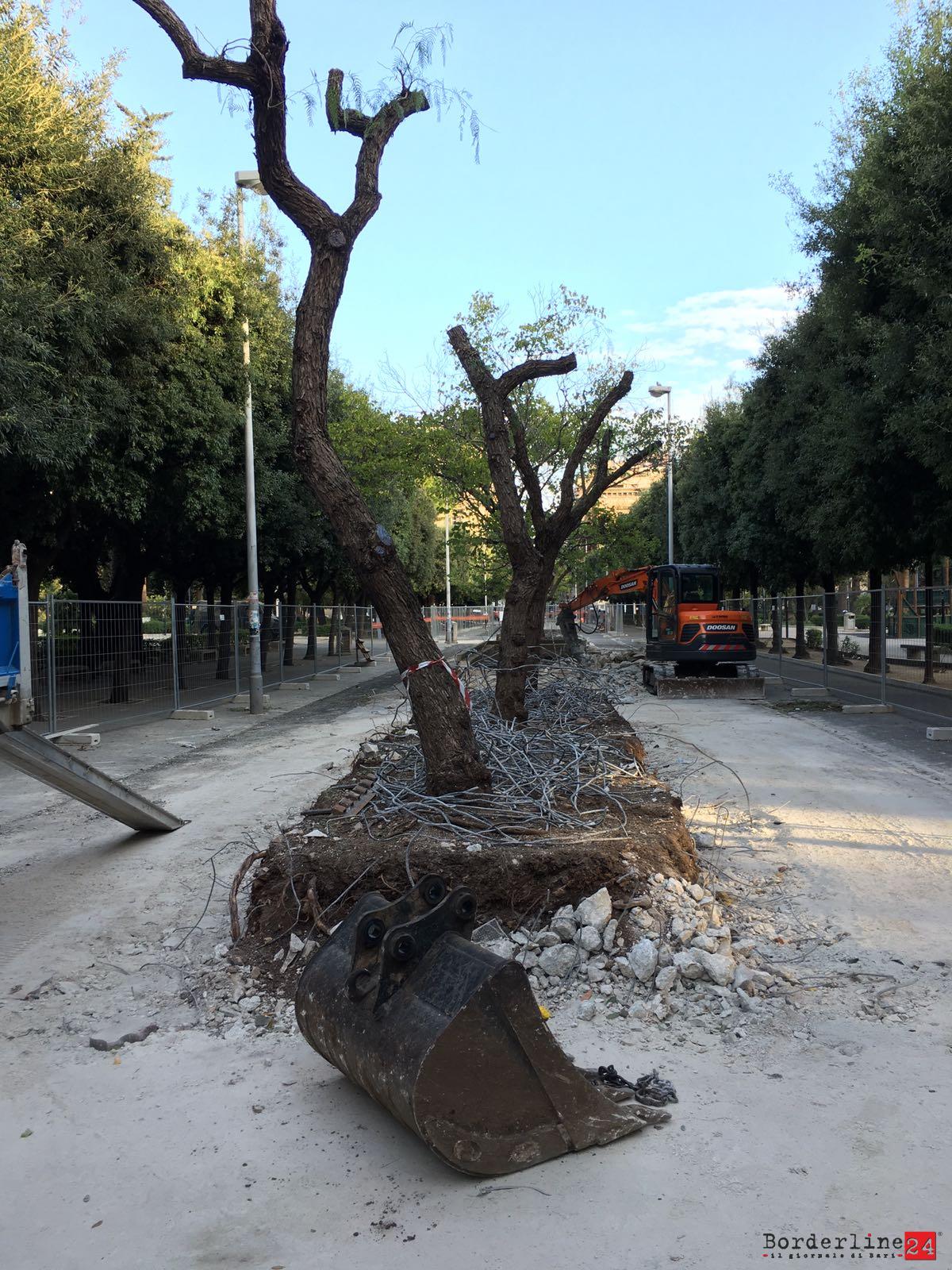 Alberi Vasconi Piazza Umberto