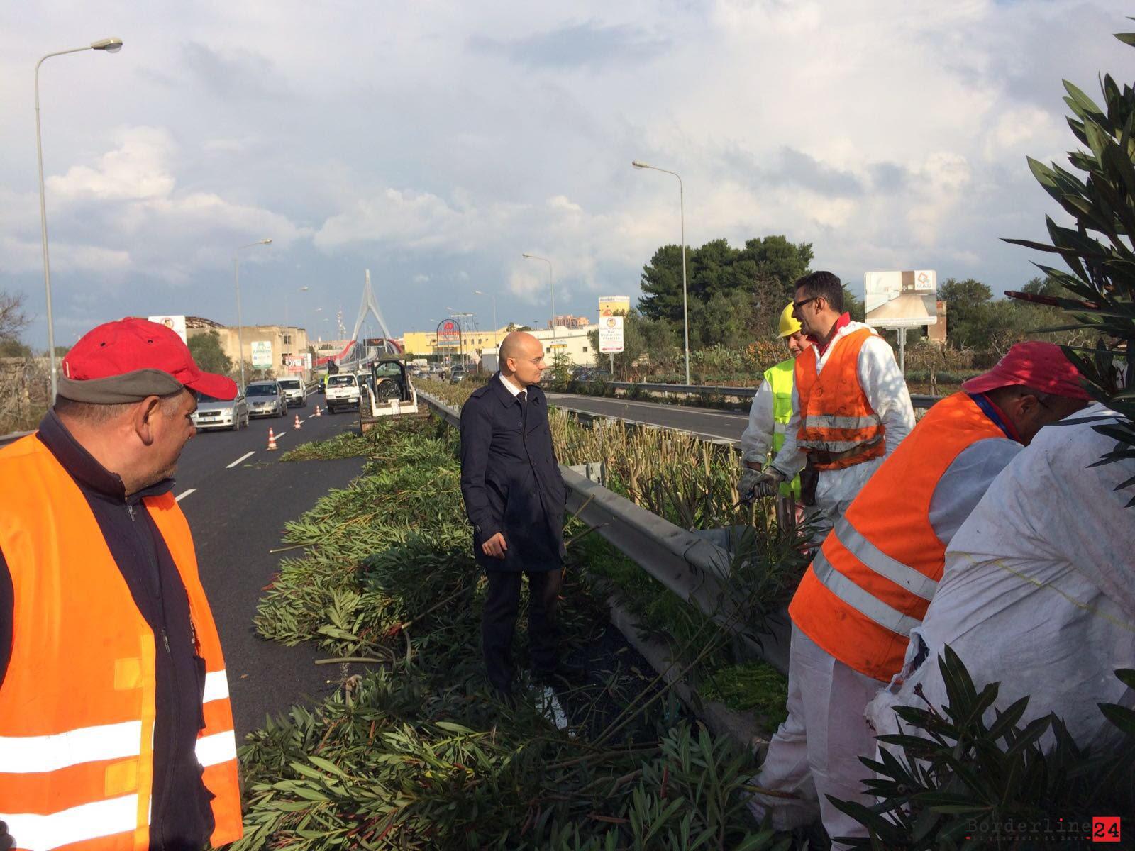 Taglio Oleandri Spartitraffico Via Tatarella