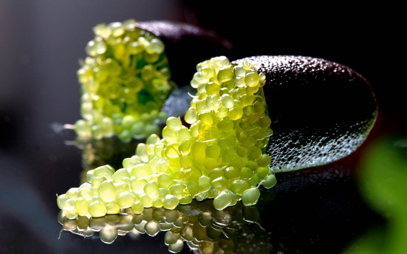 Credit Fingerlime Co