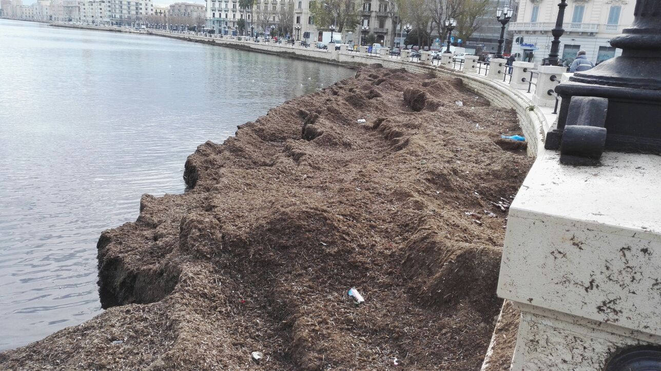 L'ammasso di alghe sul lungomare