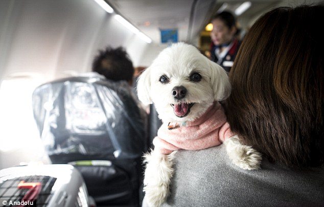 cane a bordo aereo