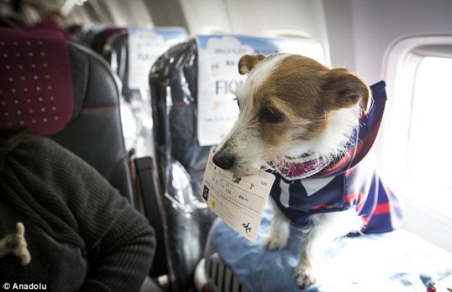 cane a bordo aereo