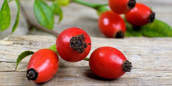 Rosa Canina Proprieta Benefici