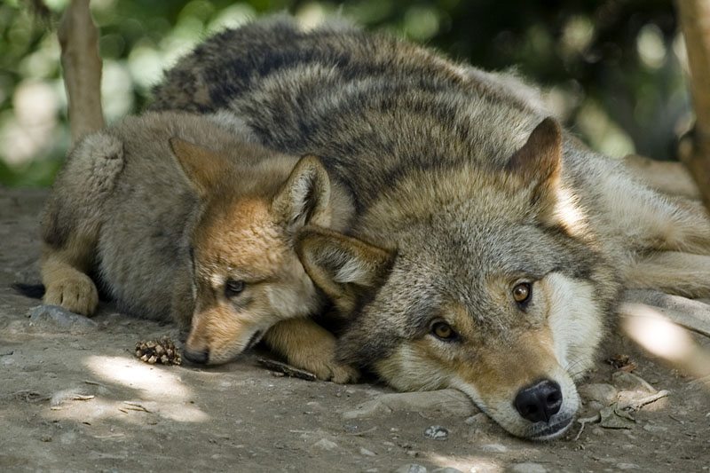 Lupo mamma cucciolo
