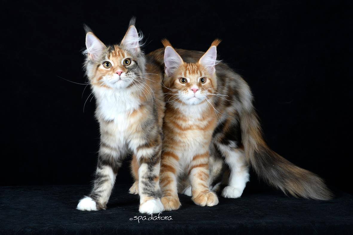 Il Maine Coon