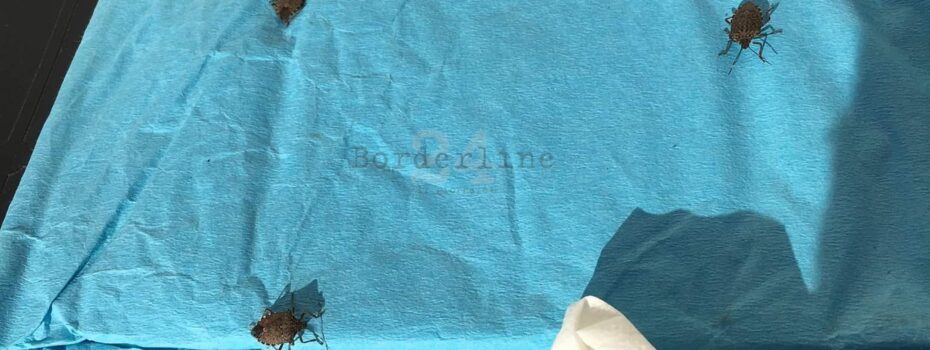 Borderline24.com