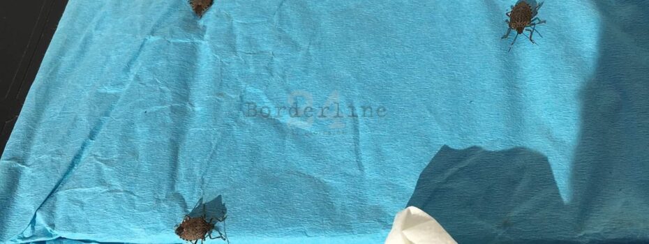 Borderline24.com