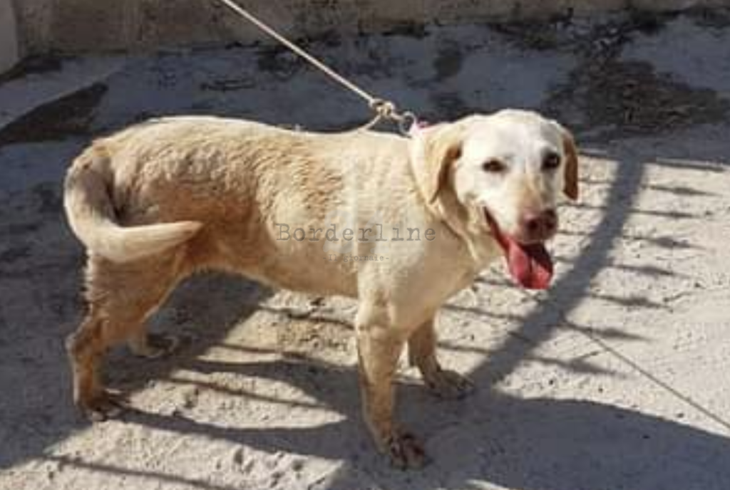 Puglia, labrador ucciso da esche velenose