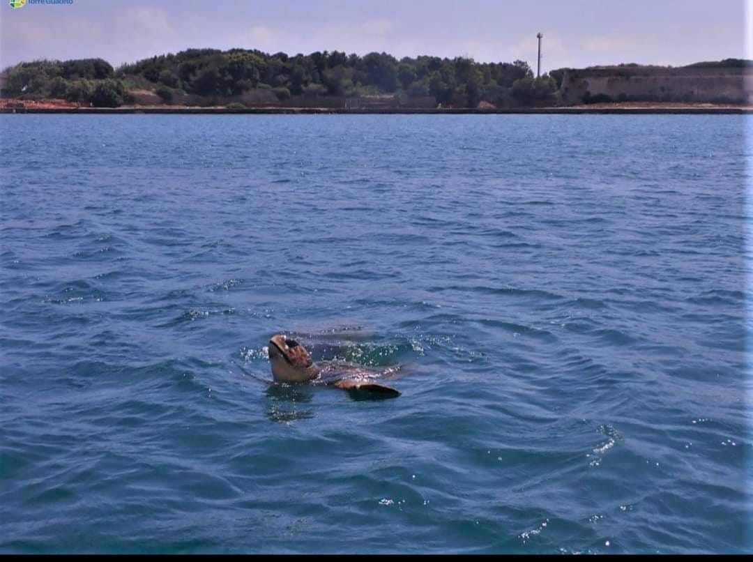 foto di monia mondatore