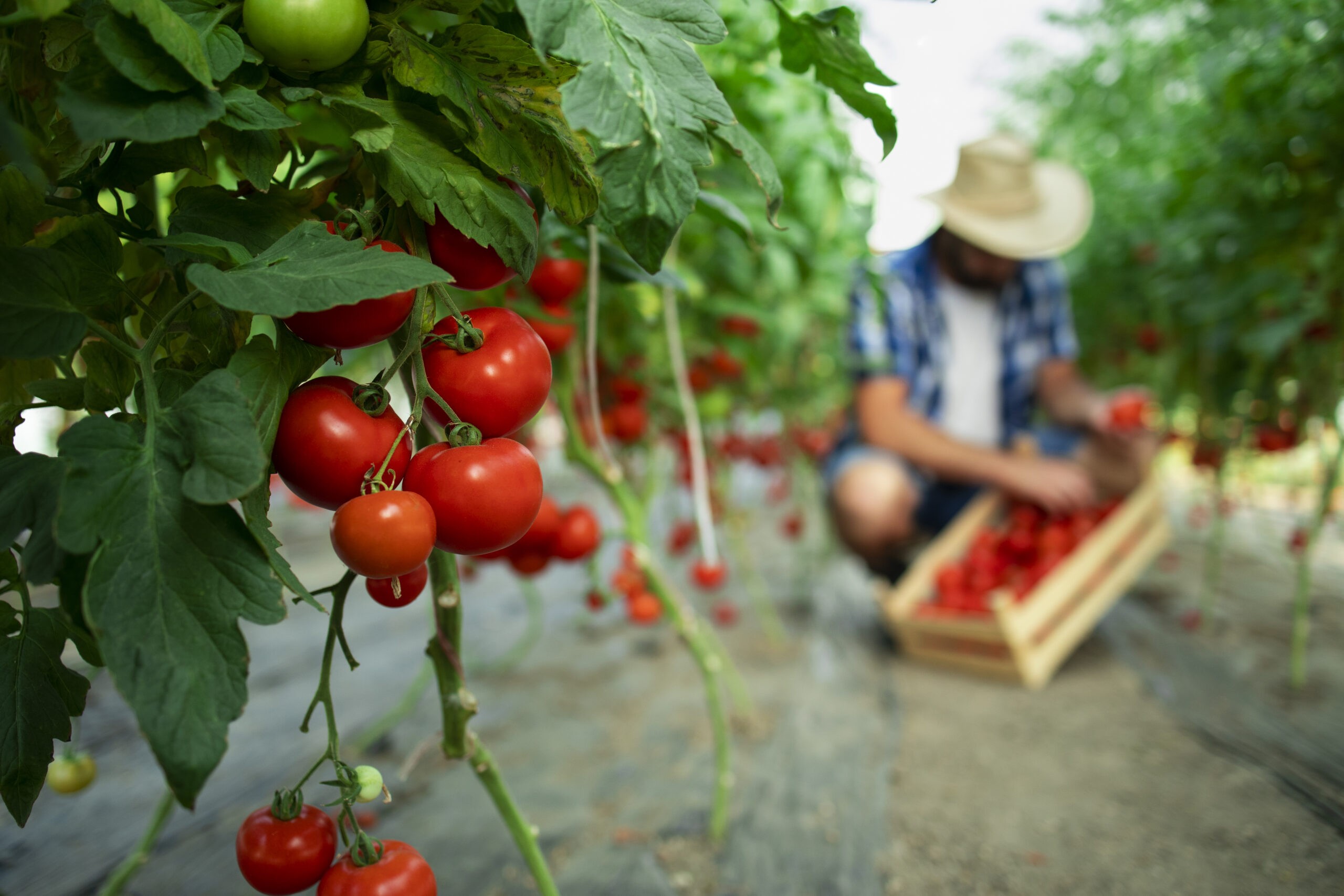 agricoltura agricoltori pomodori operai campagna