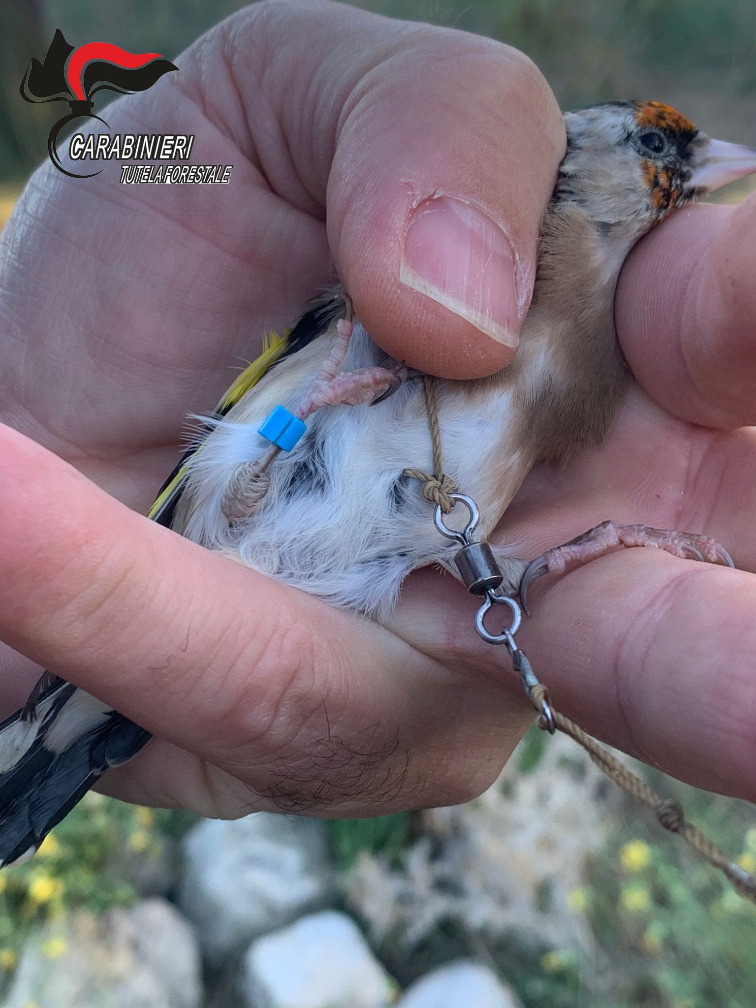 Bari, trappole per catturare uccellini: denunciato bracconiere 