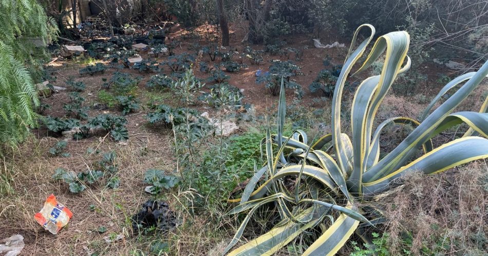 04-11-24 in occasione della Campagna nazionale FAI per il clima il 9 novembre apertura straordinaria del vecchio vivaio comunale_3