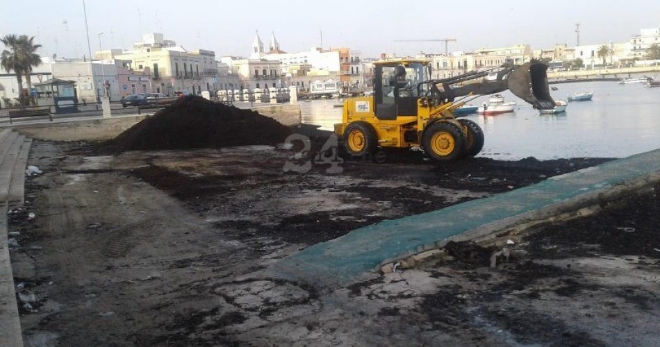 08-03-19 rimozione della posidonia dai porti di Palese e Santo Spirito 1