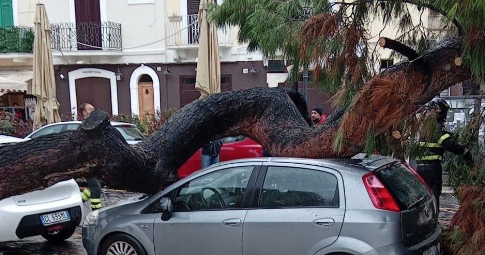10-11-25 alberi caduti a causa del maltempo_pino caduto castello svevo
