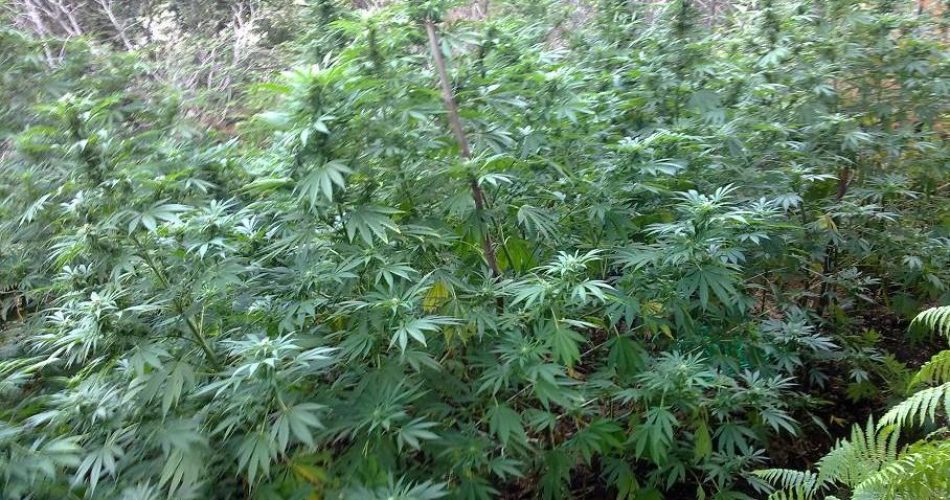 Marijuana C
