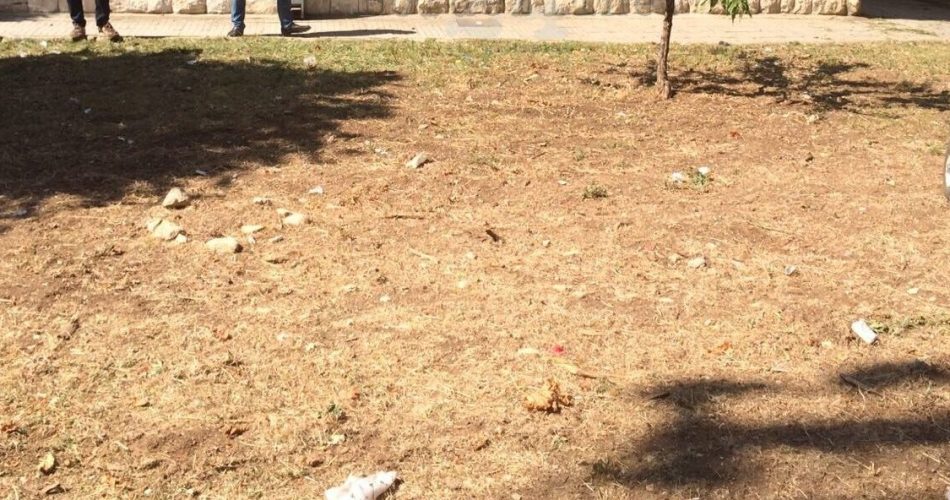 13-07-17 potatura e sfalcio delle aree a verde dei gruppi di palazzine viale Japigia 1