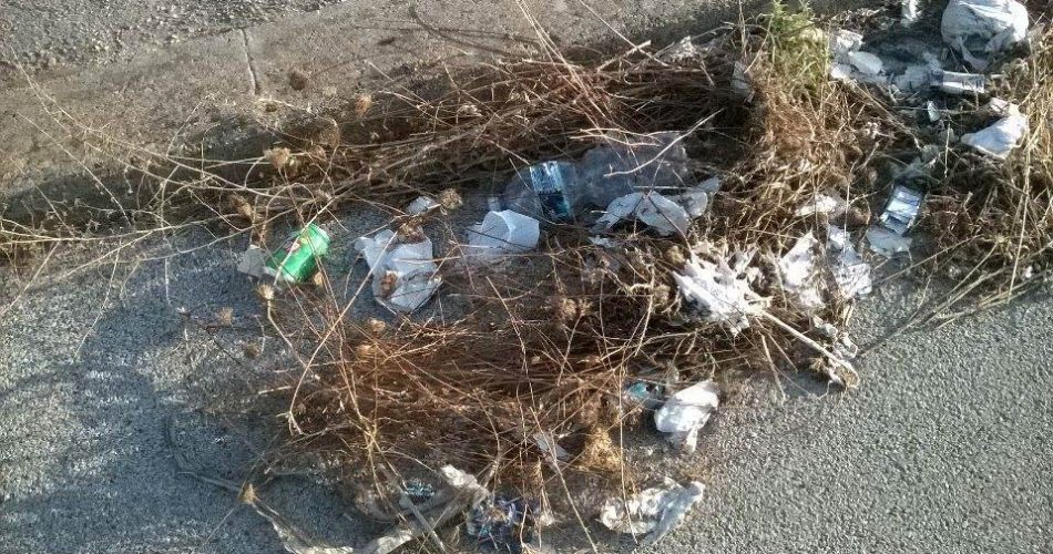 13989595_10209099391435197_1258760347_n