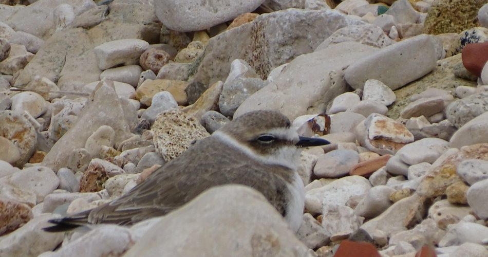 14-03-24 pubblicata ordinanza di divieto di accesso e disturbo nelle aree di nidificazione del fratino sul litorale a sud-est di Bari
