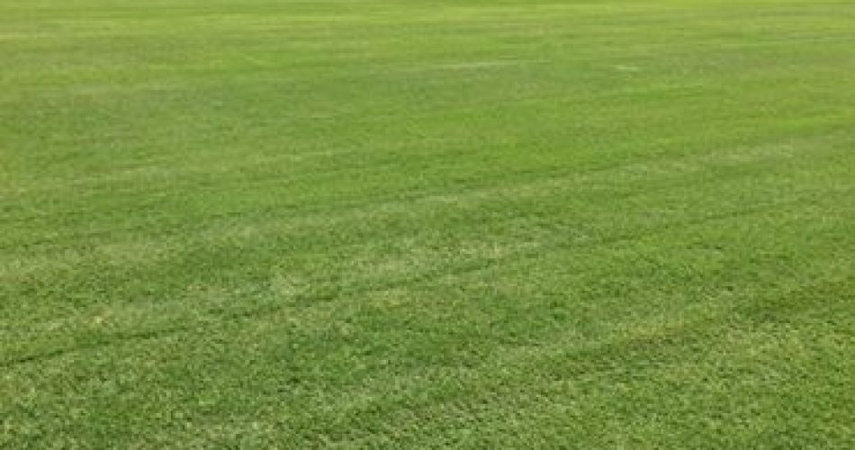 Il San Nicola prima di Bari-Cittadella: appare in ottime condizioni