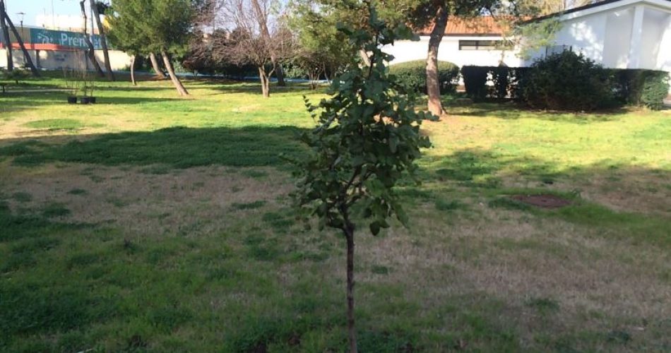 15-02-16 nuove piantumazioni a compensazione della CO2 di capodanno2