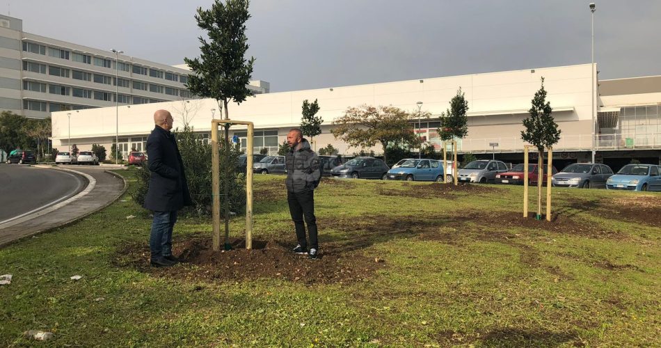 15-12-18 completata piantumazione 31 alberi rotatoria san paolo (1)