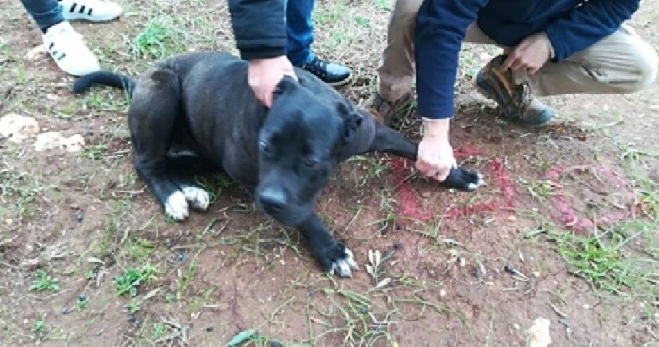 (foto Manduria oggi)