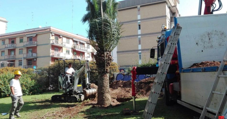 Trapianto Palme Nel Parco Giugno