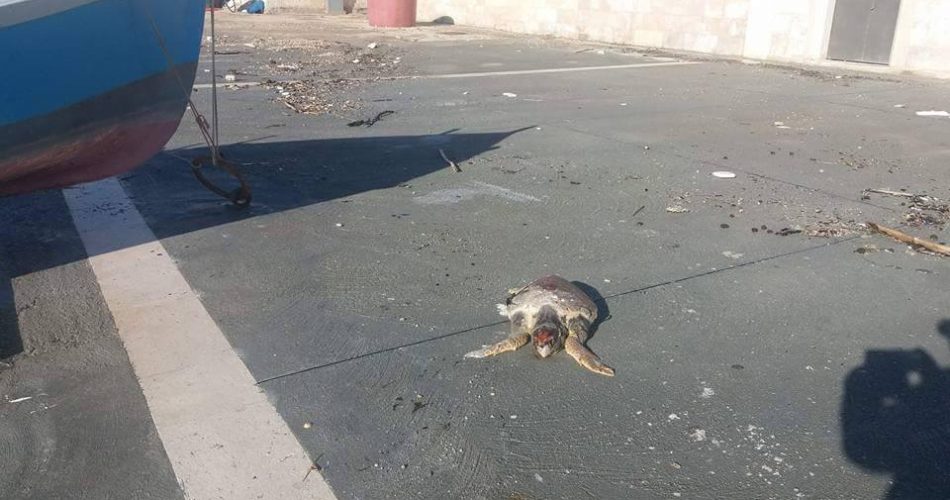tartaruga morta molo sant'antonio