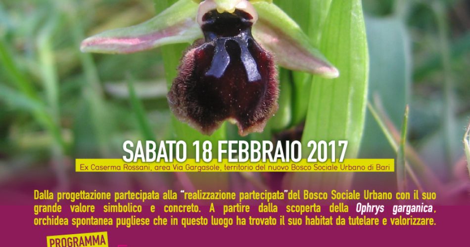 Orchiday