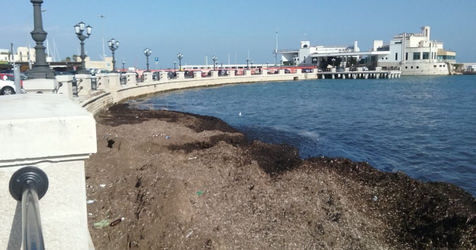 20160215_102304 Alghe sul lungomare