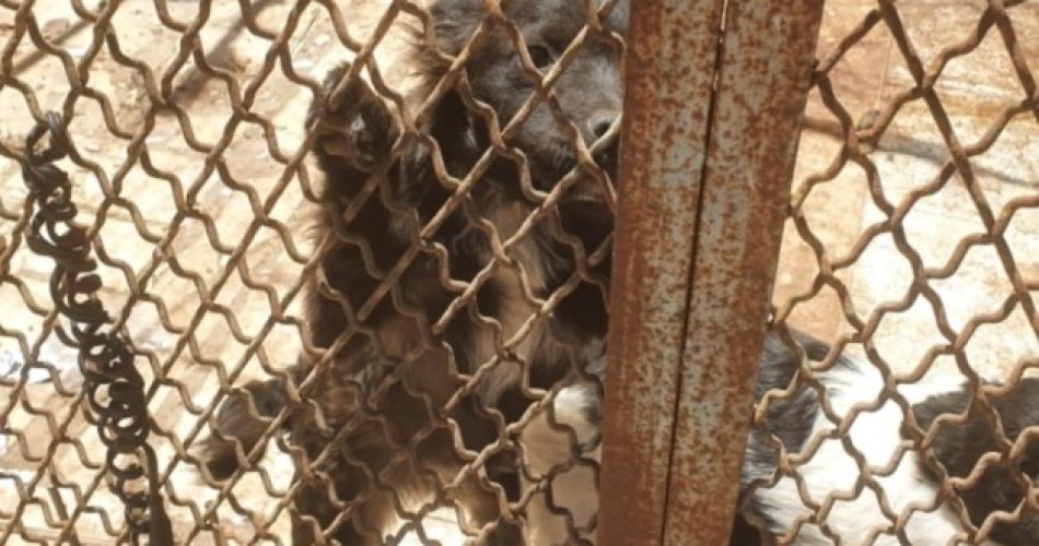 alberobello denuncia animali