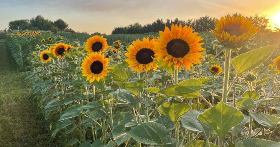 Foto Facebook Giuseppe Savino