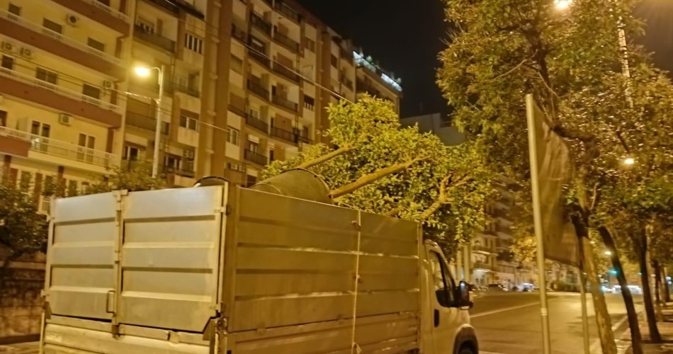 22-10-25 stanotte la piantumazione di 14 alberi di ligustro nel sottopasso Duca degli Abruzzi_2