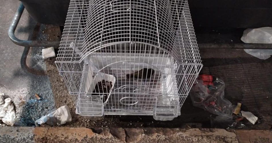 uccellino abbandonato