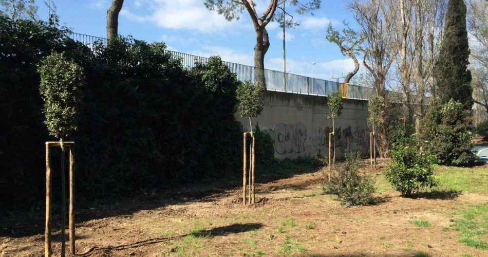 Piantumazione Alberi Di Leccio Nella Pineta San Francesco