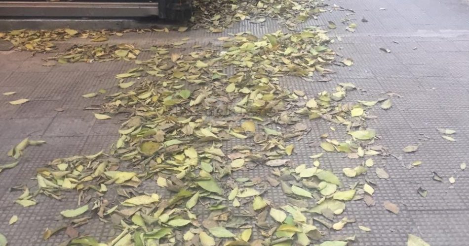 25445119_1720495184662363_479907828_o (1)