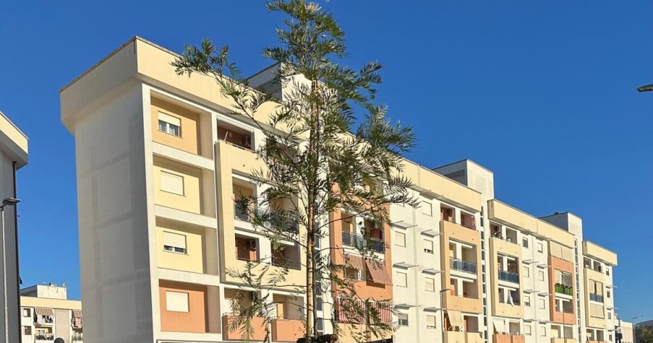 26-02-26 alberi parcheggio Sant'Anna