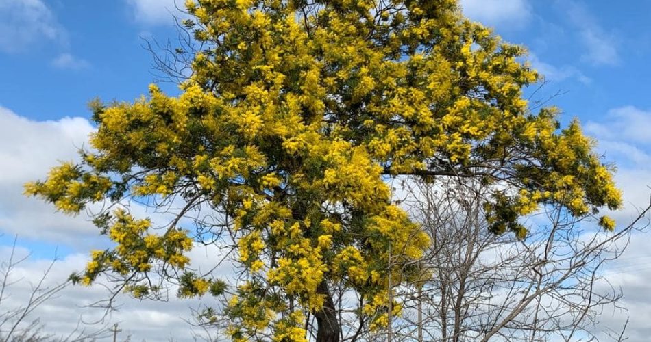 mimose