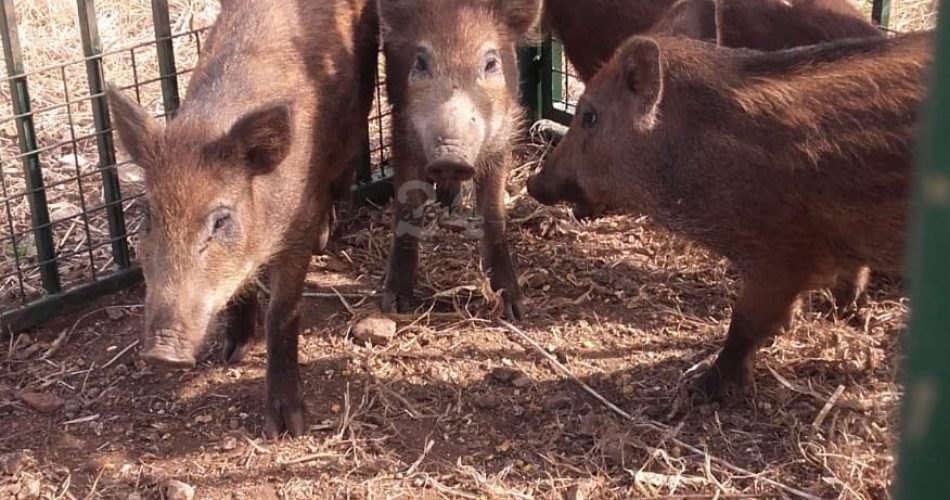 28-06-18 proseguono le attività di prelievo dei cinghiali dal quartiere San Paolo