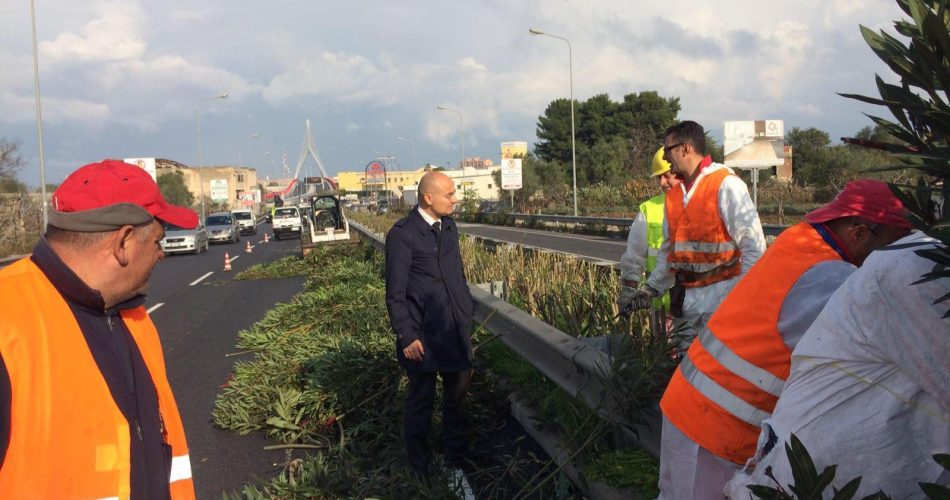 Taglio Oleandri Spartitraffico Via Tatarella