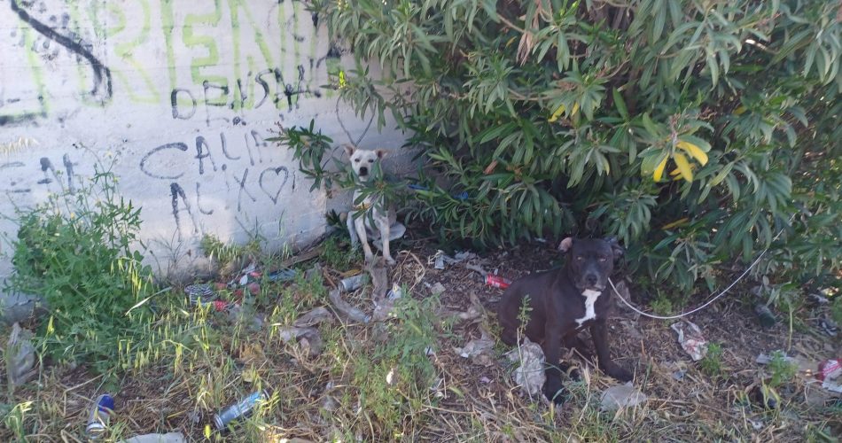 foto canile sanitario