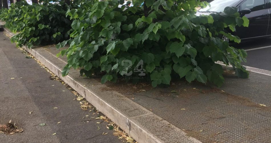 erbacce largo due giugno