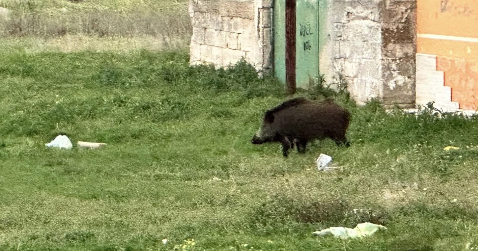 Foto Facebook Q.re San Paolo La rinascita