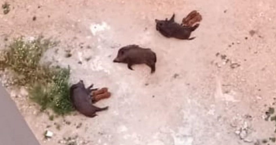 Foto Giuseppe Giaquinto da La Voce del San Paolo