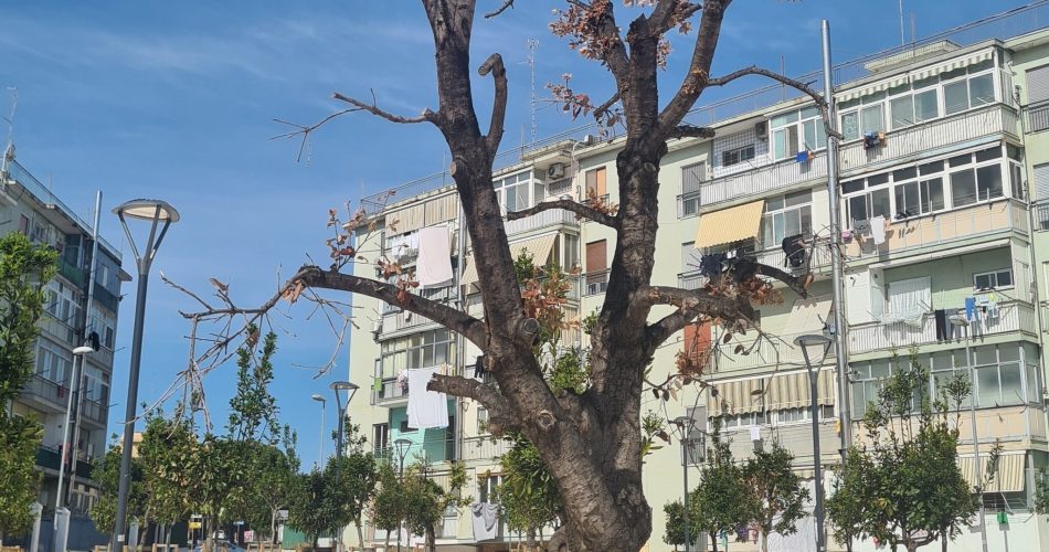 foto voce san paolo fb