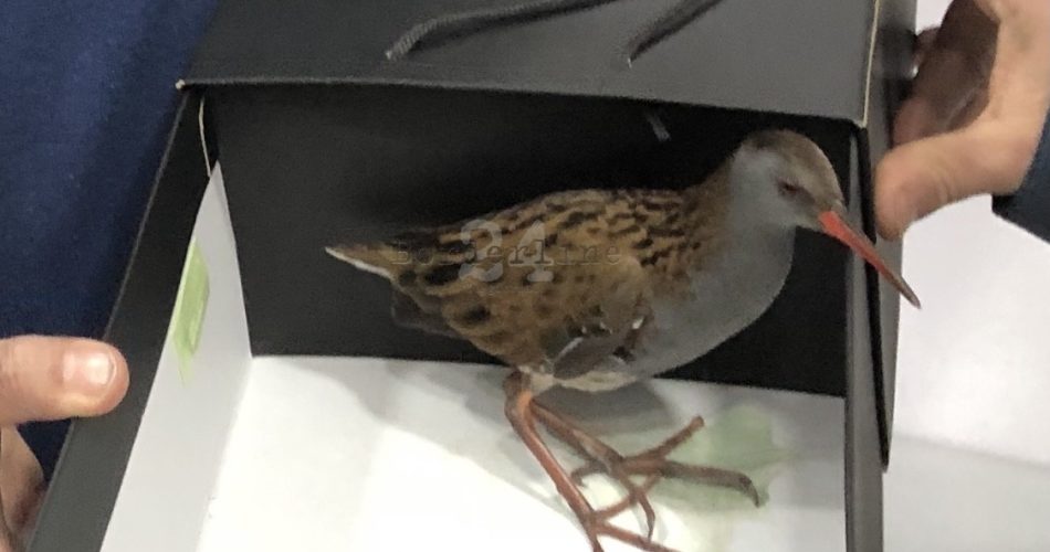 uccello