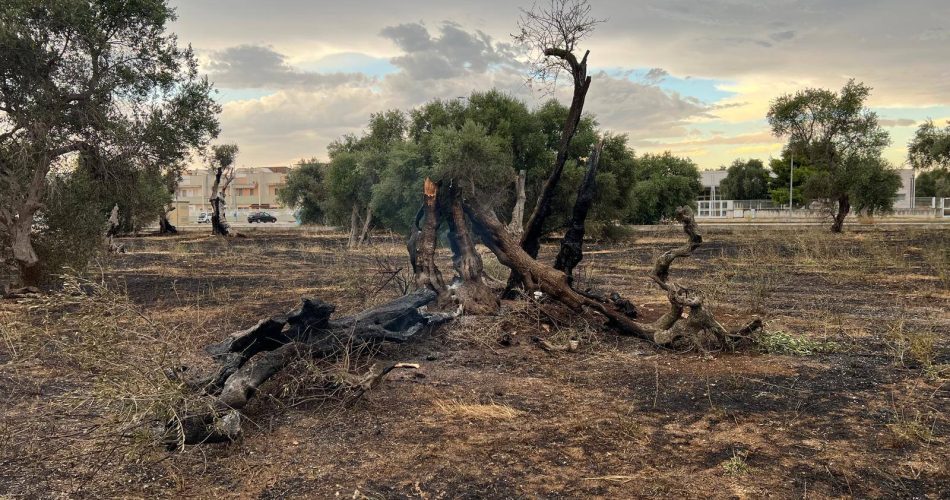 514341999_10238087102820670_8384146323825822482_n